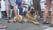 La giornata internazionale del cane