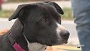 Il linguaggio dei cani