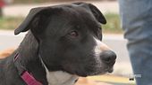 Il linguaggio dei cani