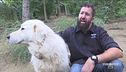 Un allevamento di cani maremmani abruzzesi