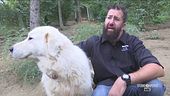 Un allevamento di cani maremmani abruzzesi