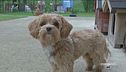Il maltipoo