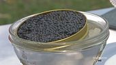 Il caviale italiano