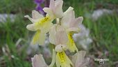 La valle delle orchidee spontanee in Cilento