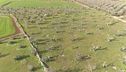 Adotta un ulivo contro la xylella