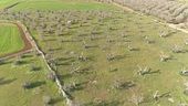 Adotta un ulivo contro la xylella