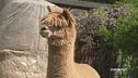 Un allevamento di alpaca in Piemonte