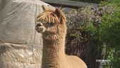 Un allevamento di alpaca in Piemonte