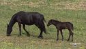 Gli animali del Parco dell'Alta Murgia