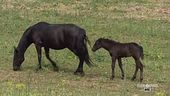 Gli animali del Parco dell'Alta Murgia