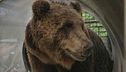 Uccisa per errore l'orsa F43