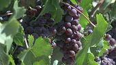 Vino e turismo, l'Italia che vince