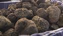 La Mostra del Tartufo