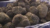 La Mostra del Tartufo