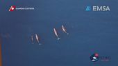 Cetacei, boom di avvistamenti
