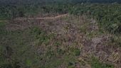 Amazzonia, deforestazione record