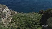Coltivare viti ad Ischia