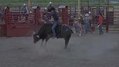 Stop rodei nella terra dei cowboy