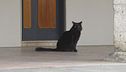 E' la giornata del gatto nero