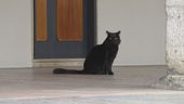 E' la giornata del gatto nero