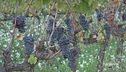 Il Sagrantino di Montefalco