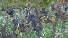 Il Sagrantino di Montefalco
