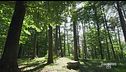 Il bosco energetico più grande d'Europa