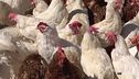 In Salento, galline salvate dalla macellazione