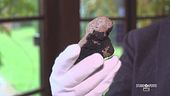 Tartufo tutto l'anno