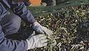 L'olio del lago di Garda, dalle proprietà uniche