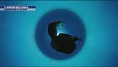 I campioni dell'apnea insieme per gli oceani