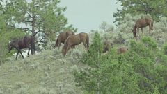 Ep. 5 - Sopravvivenza di gruppo