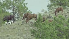 Ep. 5 - Sopravvivenza di gruppo