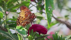 Ep. 2 - Il cuore selvaggio della Sierra Gorda