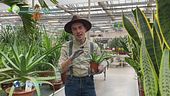 E-Garden: ecco come prendersi cura di un'aloe vera