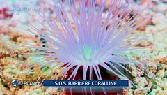 Puntata del 12 giugno