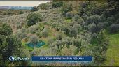 Ager Oliva: adotta un ulivo in Toscana