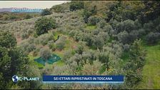 Ager Oliva: adotta un ulivo in Toscana