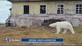 Tra la Siberia e l'Alaska, un'ex stazione meteorologica ora è diventata la casa di un gruppo di orsi polari
