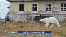 Tra la Siberia e l'Alaska, un'ex stazione meteorologica ora è diventata la casa di un gruppo di orsi polari