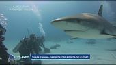 Il re del mare a rischio estinzione