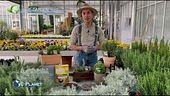 E-Garden: le erbe aromatiche
