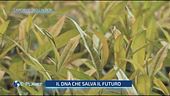 L'archivio degli alberi: il DNA che salva il futuro