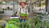 E-Garden, come coltivare il coriandolo, l'aneto ed il dragoncello sul balcone