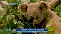 Koala a rischio