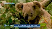 Koala a rischio
