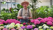 E-garden: le piante acidofile