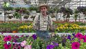 E-Garden: Le petunie e le surfinie