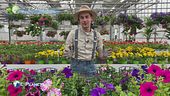E-Garden: Le petunie e le surfinie