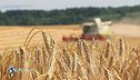 Il mondo senza grano
